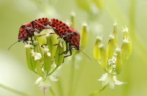 За публичный секс в рижском парке наказали только мужчину