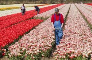 Россия может запретить голландские тюльпаны