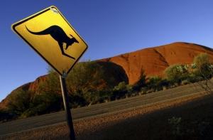 Раненый кенгуру парализовал работу терминала аэропорта в Мельбурне