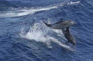 В Австралии обнаружен ранее неизвестный науке дельфин