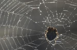 Ядовитые пауки атаковали британскую школу