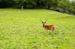 На глазах охотников двух оленей убило током
