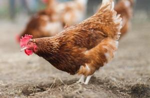 Литовцам разрешили оптом скупить латвийские птицефабрики