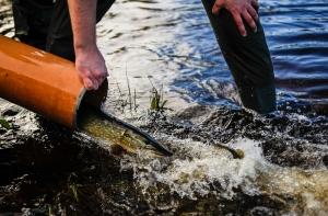 Эксперты: рыба в реке Ича могла погибнуть от сельскохозяйственных химикатов