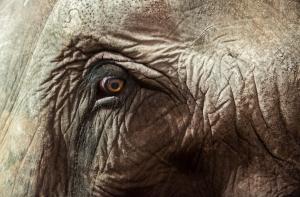 Слониха убила опытного смотрителя в зоопарке США