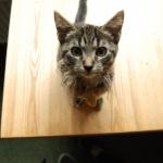 В Риге неизвестный живодер подстрелил кошку