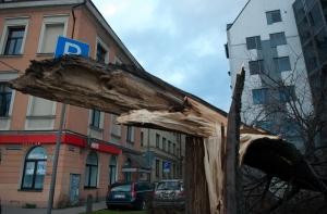 Последствия бури: в рижских парках повалено 10 деревьев