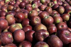 Японцы увековечили политиков на яблоках