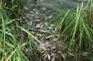 В Латвии констатирована самая масштабная гибель рыбы