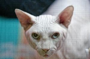 В Нью-Йорке прошла кошачья неделя моды