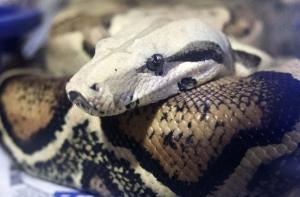 Ученые объяснили, почему люди боятся змей