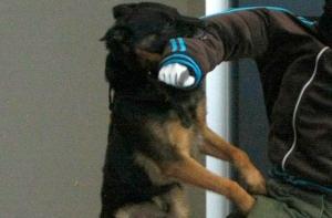 Вслед за лос-анджелесскими полицейскими в расизме обвинили их собак