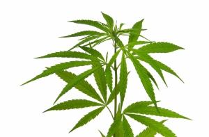 В доме престарелых «Вечно молодые» нашли марихуану