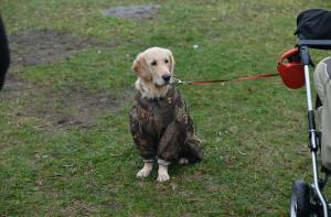 Приют: животные погибших в Maxime людей ищут новый дом