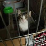 Рижская дума: мы летом спасаем животных, а зимой - убиваем (АУДИО)