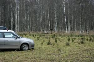 В Риге создадут «Птичью елку»