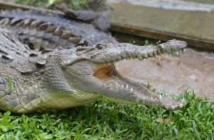 Немецкий зоопарк переименовал крокодила Фиделя из-за жалоб