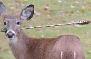 Ветеринары спасли оленя с простреленной головой