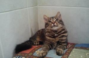 Найдены первые свидетельства дружбы кошек и людей