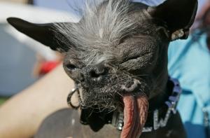 В США умерла самая уродливая собака (ФОТО)