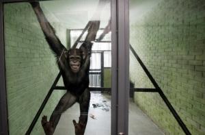 Защитники животных требуют признать шимпанзе личностью