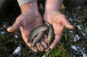 Россия запрещает ввоз молочной продукции с пяти предприятий Эстонии, рыбы - с шести