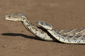 США сбросили на остров Гуам две тысячи мертвых мышей