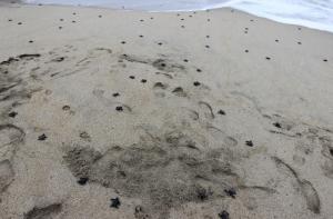 В Португалии семерых студентов унесло волной в море