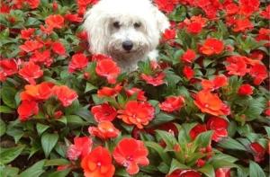 Собака Берлускони затмила славу хозяина