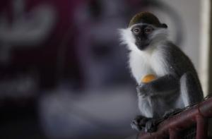 Иран второй раз запустил в космос обезьяну