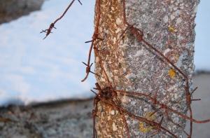 «Вор в законе» Зураб Шамугия арестован за вымогательство