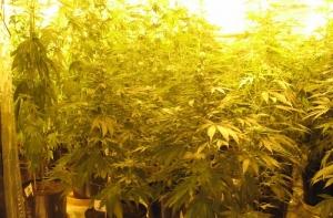 Власти Уругвая отменят легализацию марихуаны, если ее оборот выйдет из-под контроля