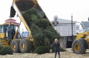 Датские ученые подсчитали пользу от выброшенных новогодних елок