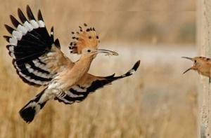 Птица 2014 года в Латвии - удод