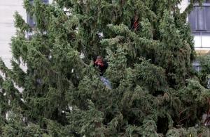 Главную новогоднюю ель России выбрали с помощью спутниковой съемки