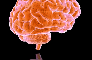 Житель Индианаполиса воровал мозги и продавал их на e-bay