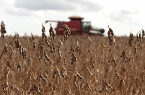 В Россию не впустили латвийскую фасоль