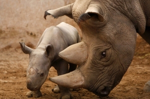 Лицензия на отстрел редкого черного носорога продана в США за $350 тыс