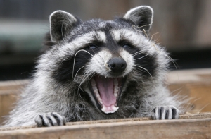 Американец метит в губернаторы штата, чтобы вернуть себе енота