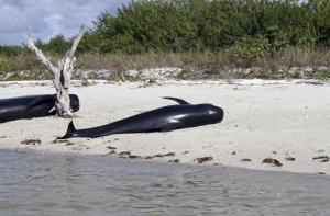 Экологи преследуют предполагаемых убийц китов