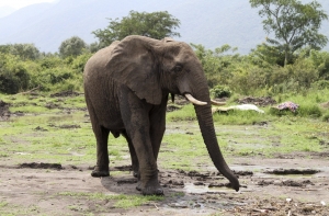 Разъяренный слон перевернул автомобиль с туристами (ВИДЕО)
