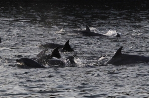 В Бразилии обнаружен новый вид речного дельфина