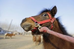 В Санкт-Петербурге арестовали лошадь