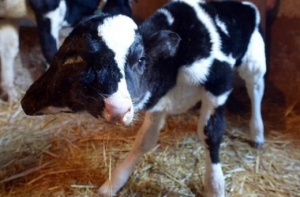 В Марокко родился теленок с двумя головами (ВИДЕО)