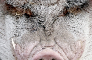 ПВС: свиная чума может прийти и в Латвию (АУДИО)