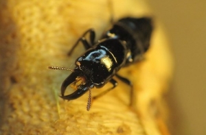 Насекомым 2014 года в Латвии признан Грибник Маннергейма