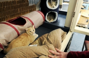 В Италии поймали пожирателя кошек