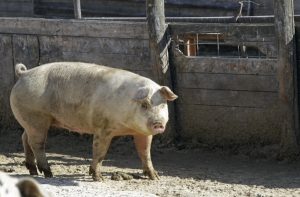 Россия запретила ввоз свинины из Литвы