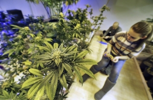 Нью-Йорк легализует использование марихуаны в медицинских целях