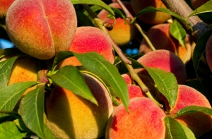 Ученые: персики продлевают молодость